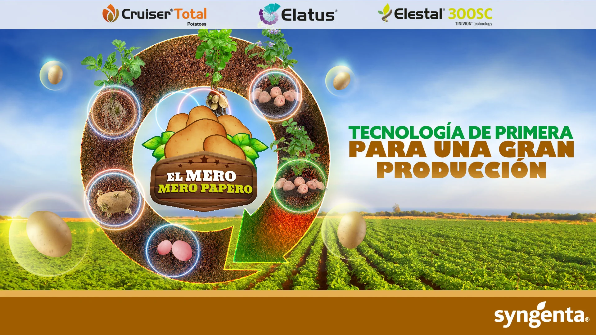 Cultivo de papa con tecnología Syngenta, promoviendo productividad, sanidad y protección de alta calidad.