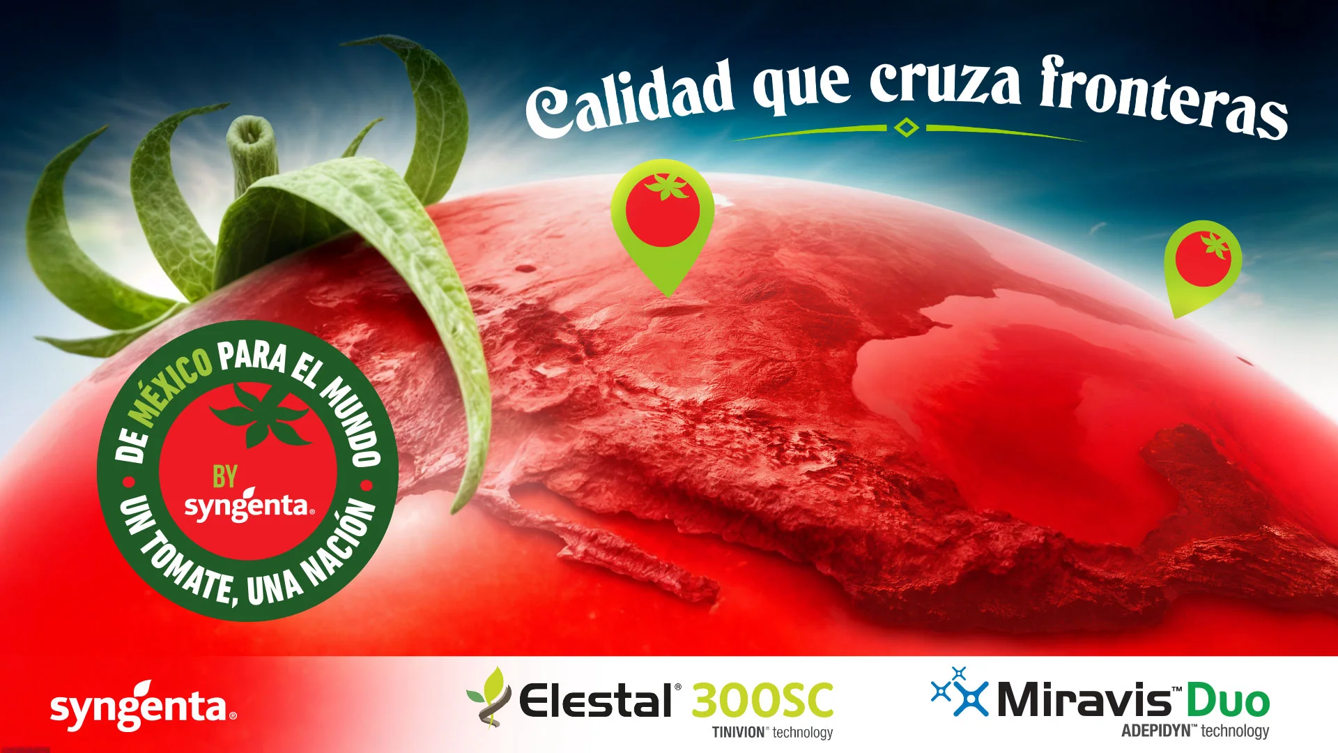 Cultivo de Tomate — Syngenta México Cultivo de tomate en invernadero mexicano, manejo por etapas con soluciones Syngenta para máxima calidad