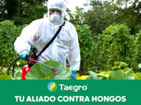 Taegro fungicida protege contra hongos