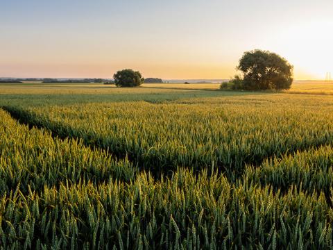 Syngenta Biologicals