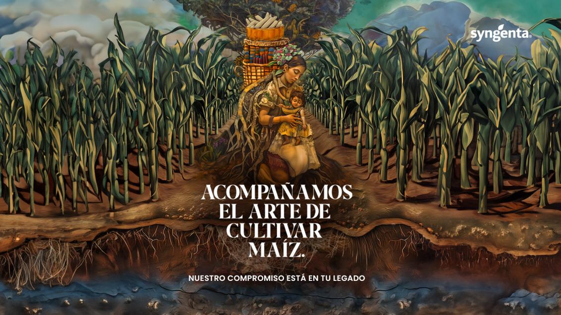 Syngenta cultivo de Maíz México
