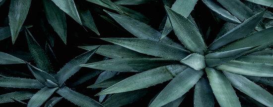 Cultivo Agave Syngenta