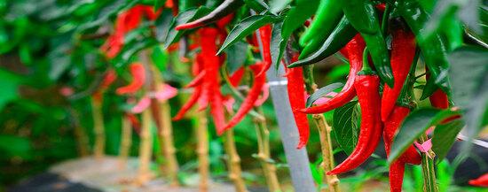 Cultivo Chile Syngenta