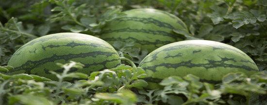 Cultivo Cucurbitáceas Syngenta