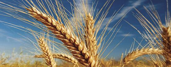 Cultivo Cereales Syngenta