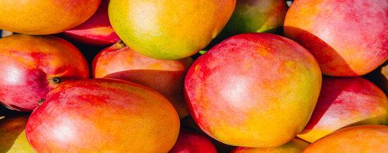 Cultivo Mango Syngenta