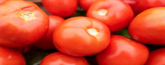 Cultivo Tomate Syngenta