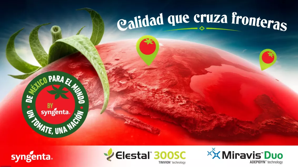 jpg-banner-web-tomate-syngenta.webp