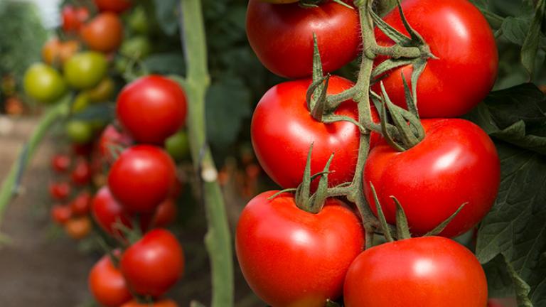 Tomate
