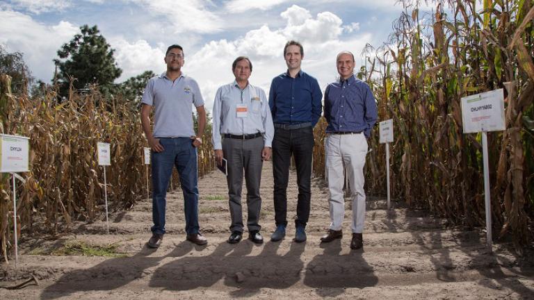 Renueva Syngenta convenio de CIMMYT