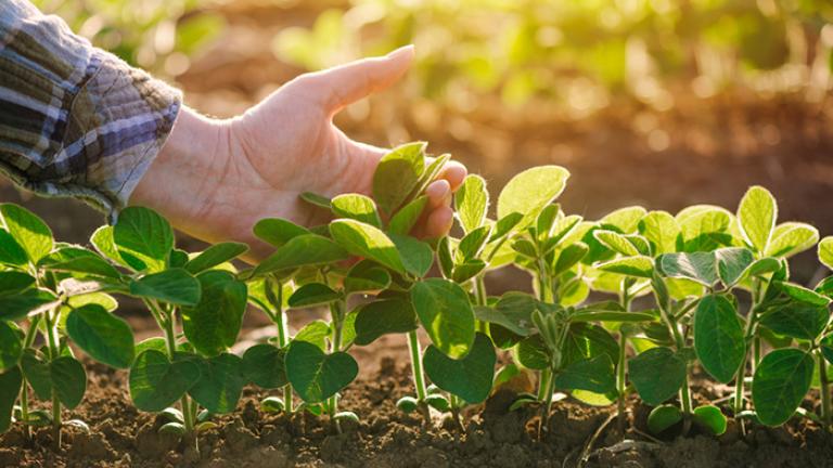 Syngenta