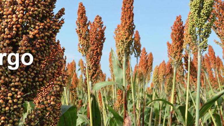 sorgo