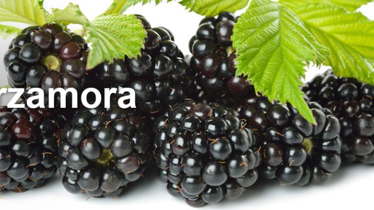 zarzamora