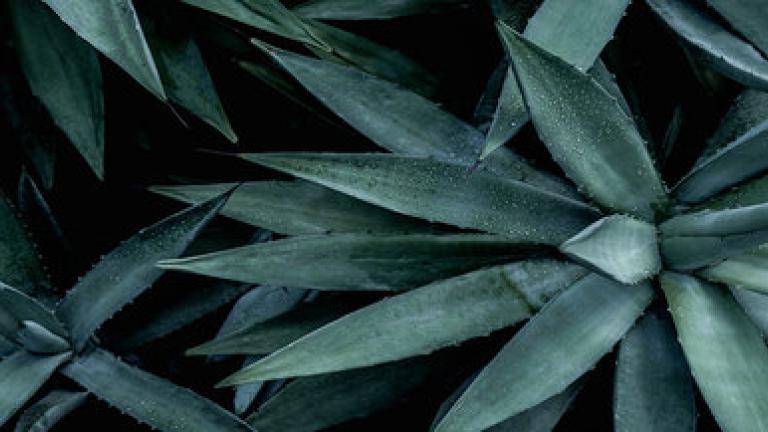 Cultivo Agave Syngenta
