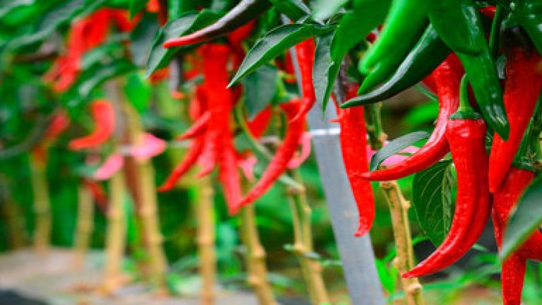 Cultivo Chile Syngenta