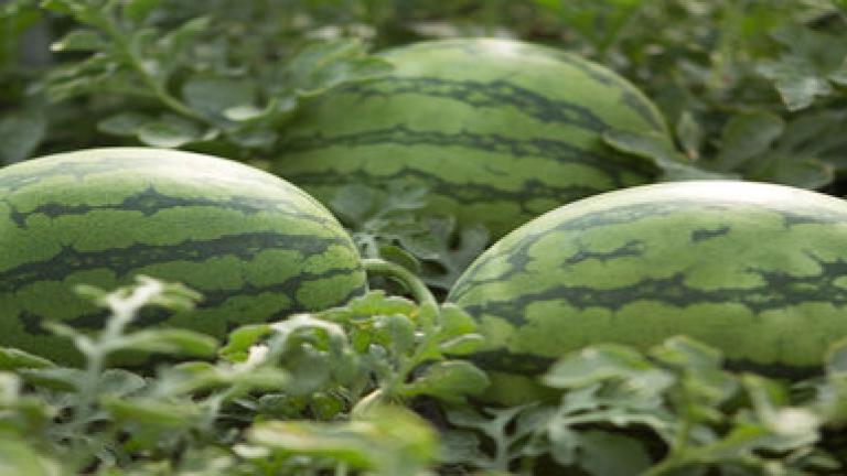 Cultivo Cucurbitáceas Syngenta