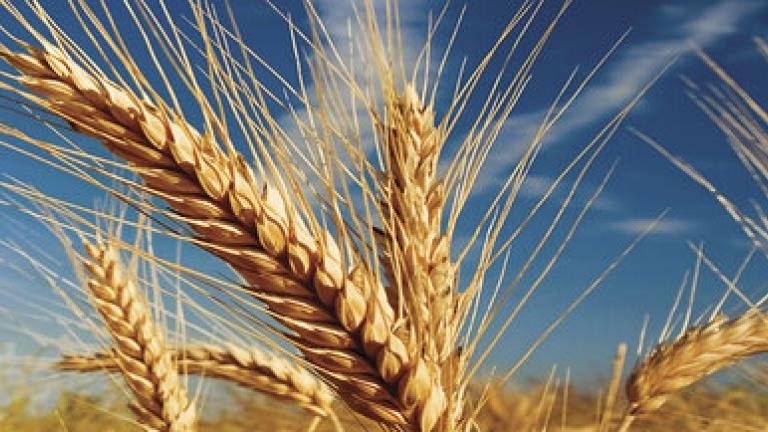 Cultivo Cereales Syngenta
