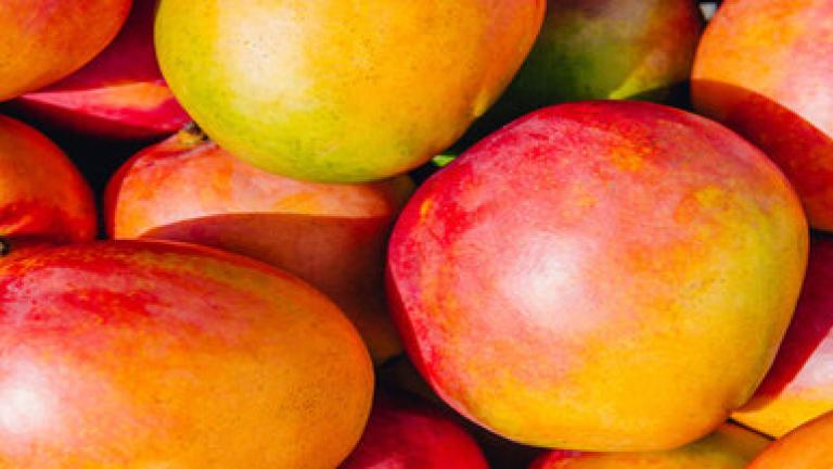 Cultivo Mango Syngenta