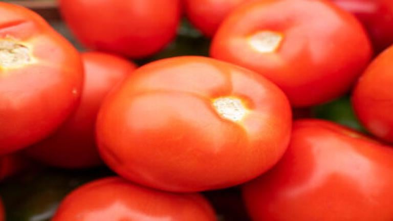 Cultivo Tomate Syngenta