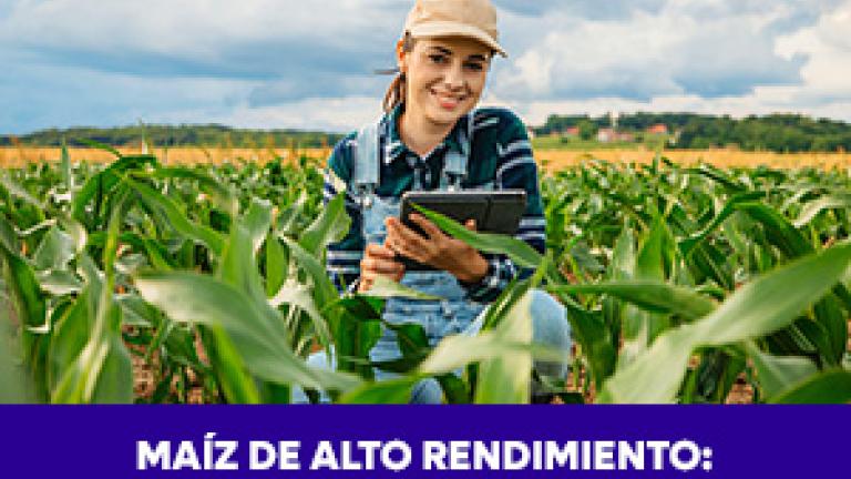 Maiz Alto Rendimiento bioestimulante Yield On