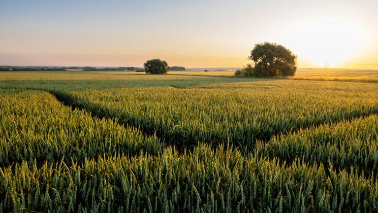 Syngenta Biologicals