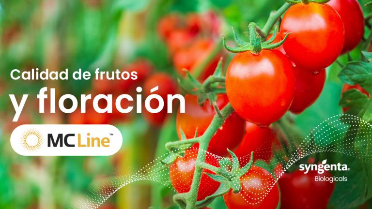 Banner con tomates rojos y texto “Calidad de frutos y floración”