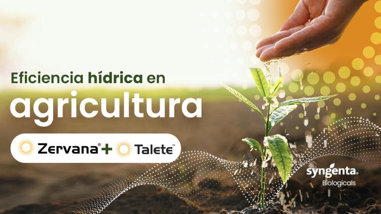 Banner: manos regando plántula; texto “Eficiencia hídrica en agricultura”, logos Zervana+ y Taletet