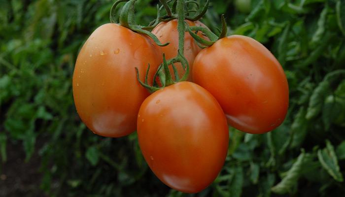 Tomate