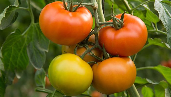 Tomate