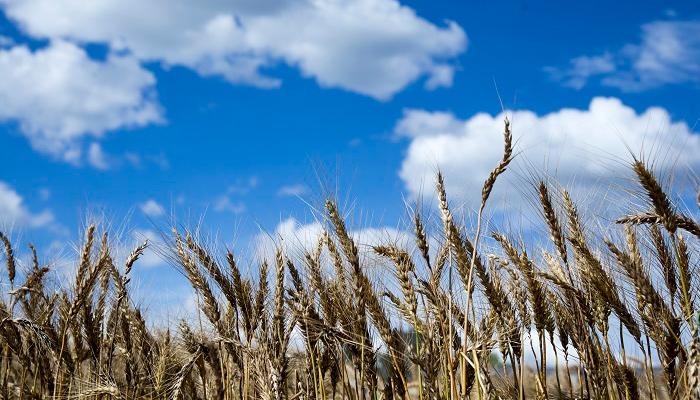 Renueva Syngenta convenio de CIMMYT