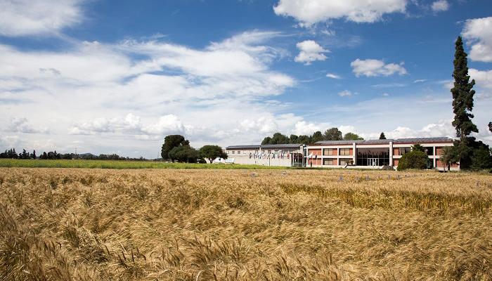 Renueva Syngenta convenio de CIMMYT