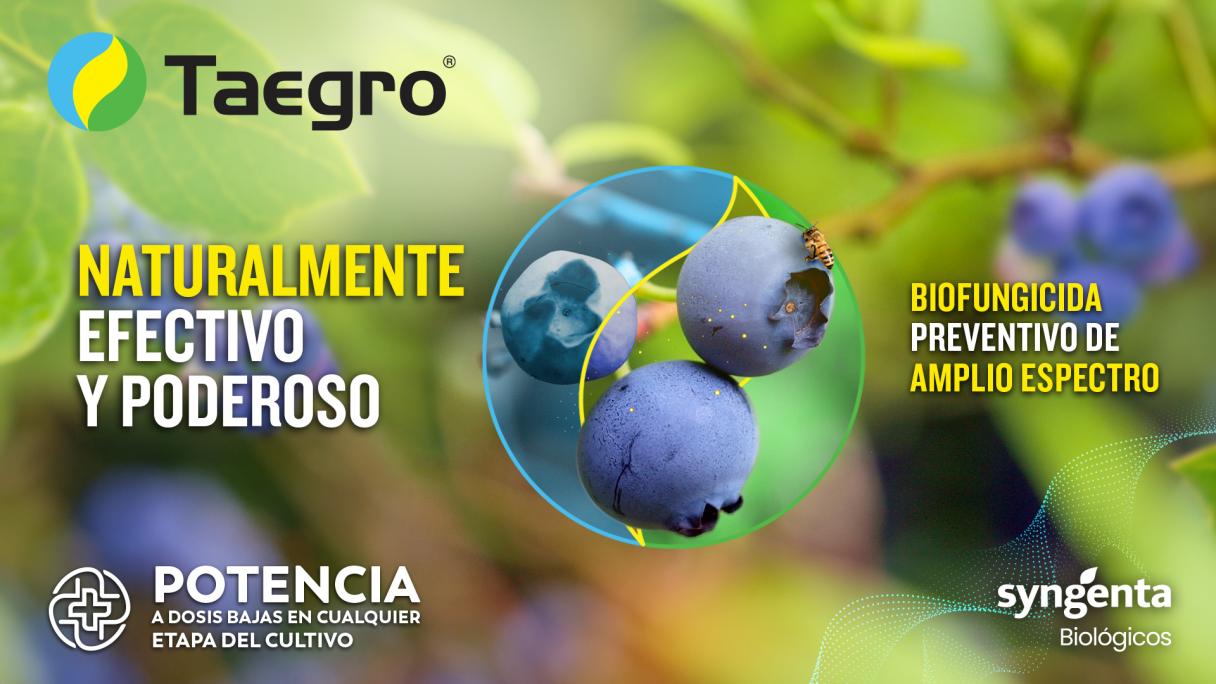 blueberries_master_kv