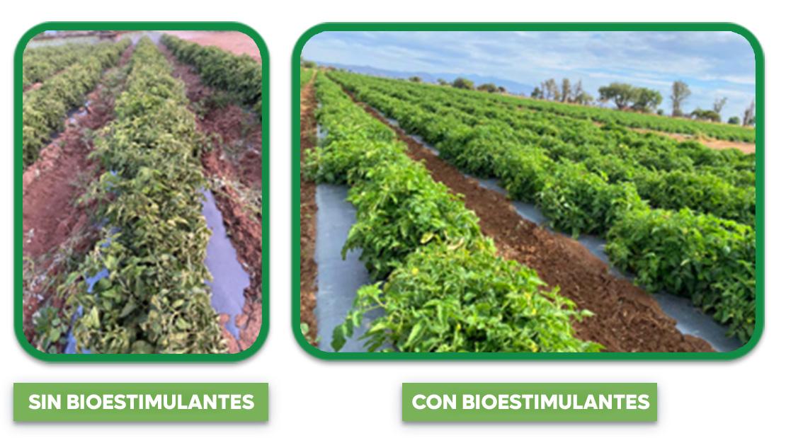 Comparación de cultivos sin y con beneficios de bioestimulante Isabion