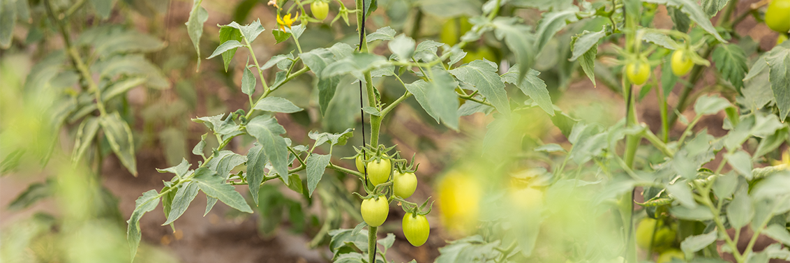 syngenta_mexico